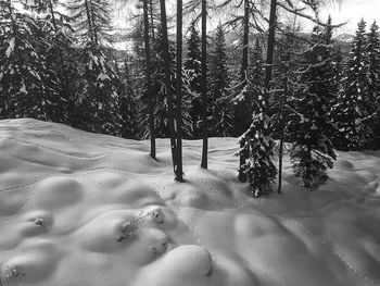 Trees on snow covered landscape