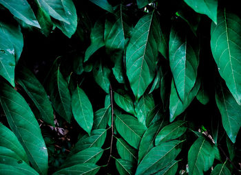 Full frame shot of fresh green leaves