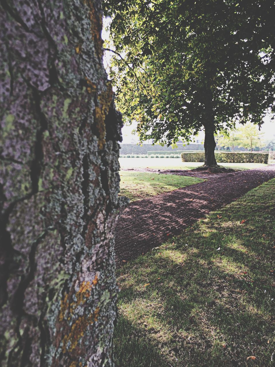 tree, tree trunk, growth, shadow, grass, tranquility, sunlight, nature, park - man made space, branch, green color, day, field, tranquil scene, beauty in nature, no people, outdoors, park, growing, landscape