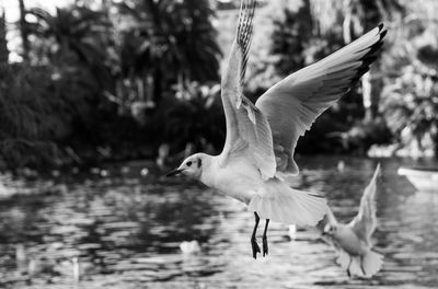 Seagulls flying over lake