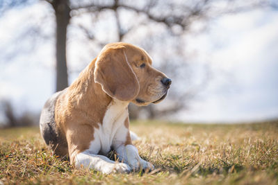 Dog looking away on field