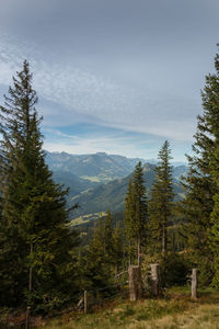 Pine trees in forest against sky