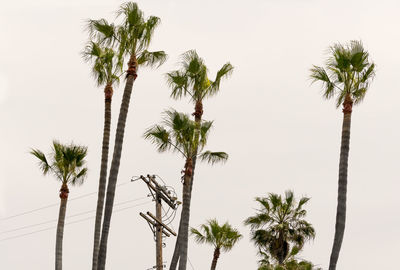 Low angle view of palm trees against clear sky