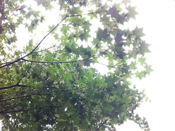 Low angle view of trees