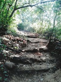 Footpath amidst trees