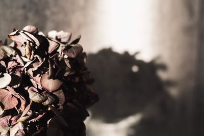 Close-up of flowers against blurred background