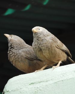 Close-up of birds