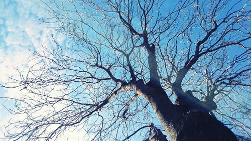 Low angle view of bare trees against blue sky