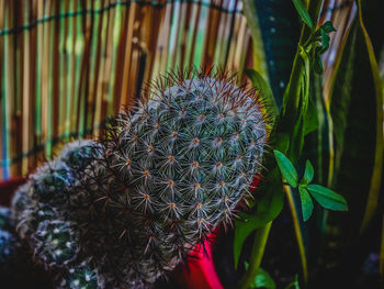 Close-up of succulent plant