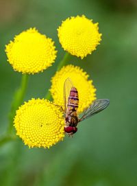 Close-up of butterfly pollinating on yellow flower