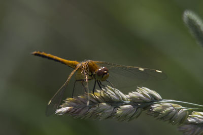 Close-up of insect pollinating on flower