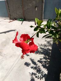 Red hibiscus on plant