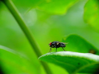 Close-up of insect on plant