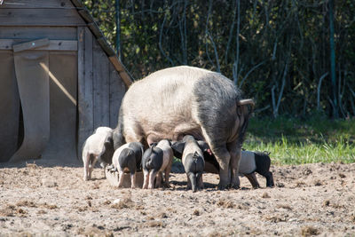 Pig family