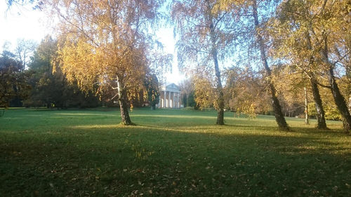 Trees in park