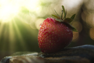 Close-up of strawberry on plant