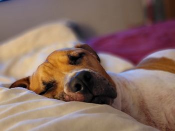 Close-up of dog sleeping on bed at home