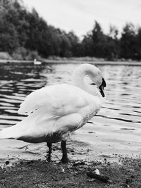 Close-up of swan perching at lake against sky