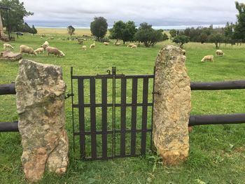 Sheep grazing on field against sky