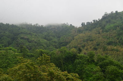 Scenic view of forest against sky