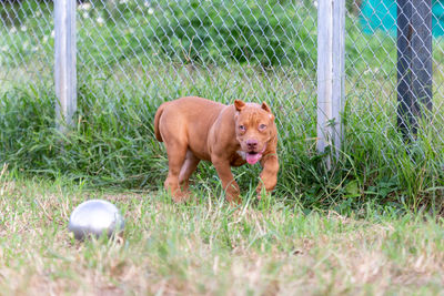 Dog on grassy field