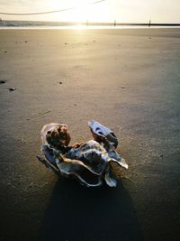 High angle view of dog on beach