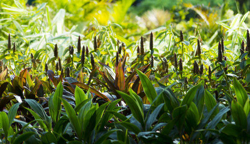 Full frame shot of green leaves