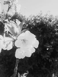 Close-up of fresh flowers blooming on tree