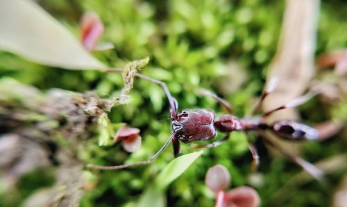 Close-up of insect on plant