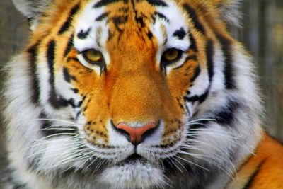 Close-up portrait of tiger