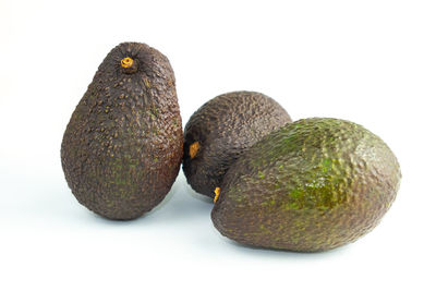 Close-up of birds over white background