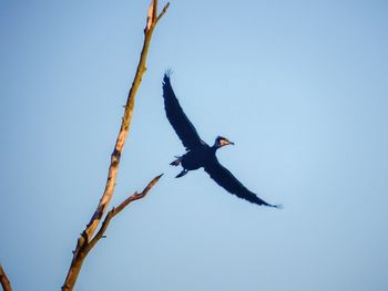 Low angle view of bird flying against blue sky