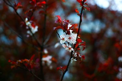 Close-up of red cherry blossoms in spring
