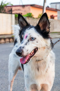 Close-up of a dog looking away