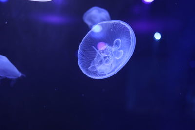 Jellyfish swimming in sea