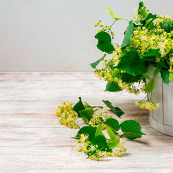 Potted plant on table
