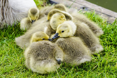 Close-up of ducklings on grass