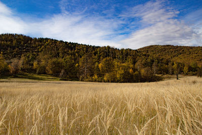 Scenic view of field against sky