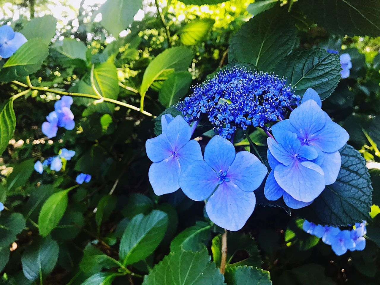 flowering plant, flower, plant, fragility, vulnerability, freshness, petal, growth, purple, beauty in nature, plant part, leaf, flower head, close-up, inflorescence, blue, nature, focus on foreground, day, park, no people, outdoors, bunch of flowers, lantana, lilac