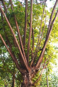 Low angle view of bamboo trees in forest