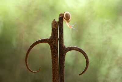 Close-up of snail on rusty metal