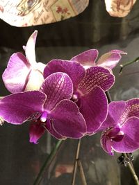Close-up of purple orchid flowers