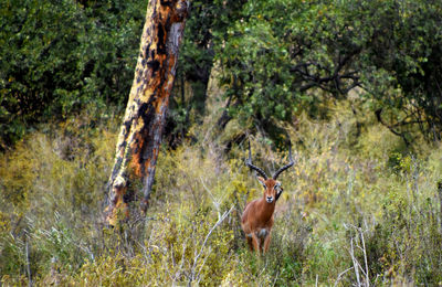 Horse standing in a forest