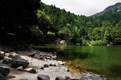 Scenic view of lake in forest