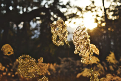 Close-up of frozen plant during winter