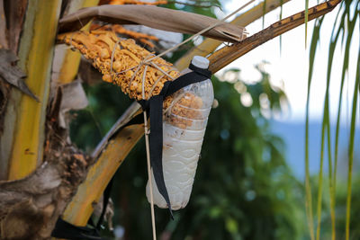 Close-up of leaf hanging from plant