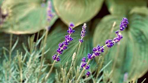 Close-up of purple flowering plant