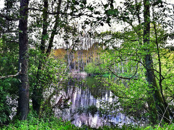 Scenic view of lake amidst trees in forest