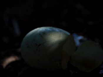 Close-up of apple on land