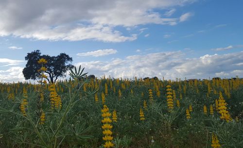 Scenic view of field against sky